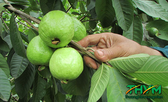 Quy trình trồng và chăm sóc ổi