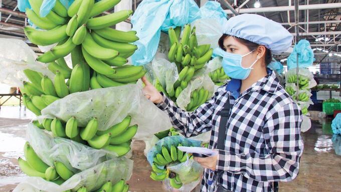 Nghị định thư về xuất khẩu quả chuối tươi