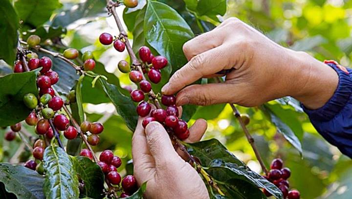 Giá cà phê hôm nay 1/11: Thị trường đồng loạt tăng