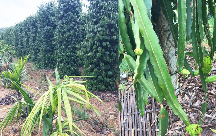 Phía sau thành công của những người nông dân sản xuất giỏi
