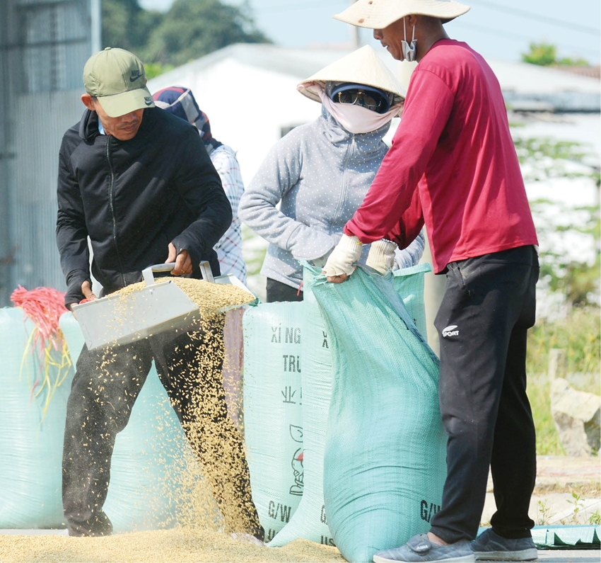 Sản xuất nông nghiệp theo chuỗi giá trị: Không còn lo “được mùa – mất giá”