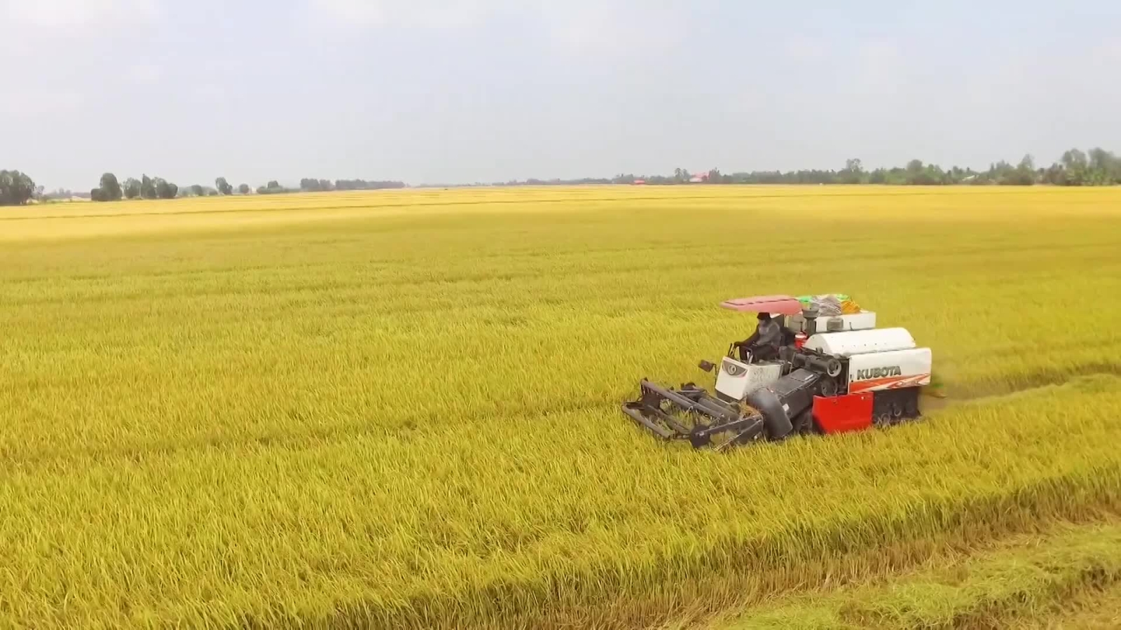 Giá lúa gạo hôm nay 4/11: Giá lúa OM 5451 tăng 100 đồng/kg