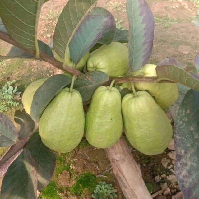Hình ảnh 3