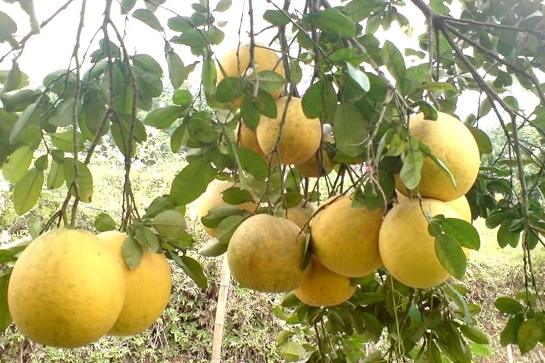 Hình ảnh 1