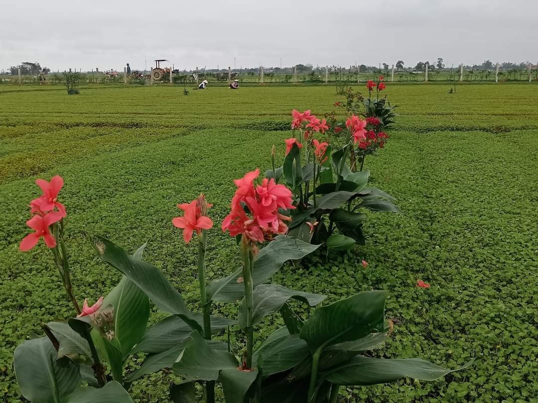 Hình ảnh 8